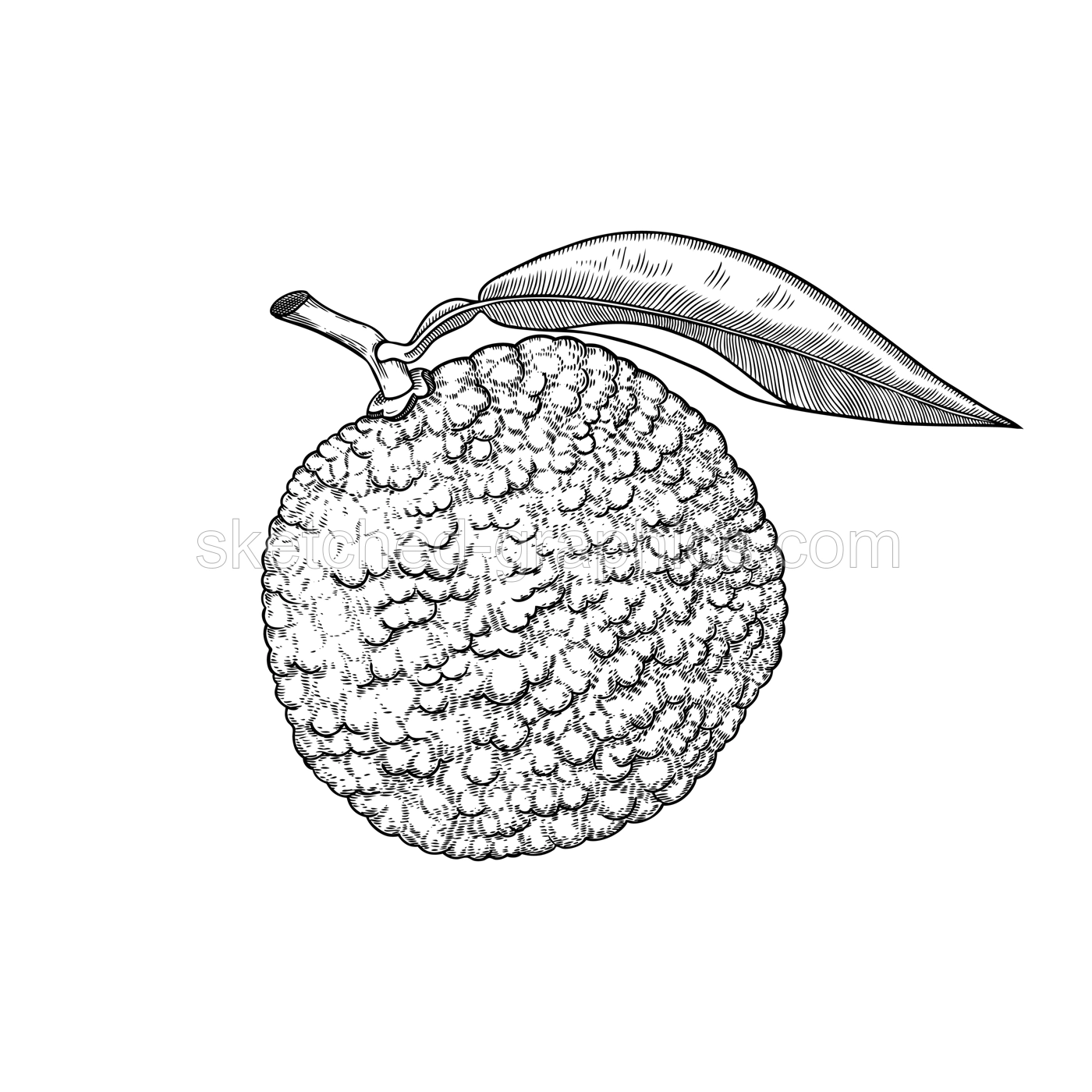Hand drawn yuzu illustration. Monochrome vector fruit in engraving style. Sketched citrus plant  fruit with leaves isolated on white background. Ripe juicy food. Botanical  drawing Illustration